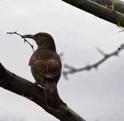 Crissal Thrasher with a Thorn Twig in Beak