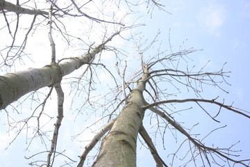 tree and sky