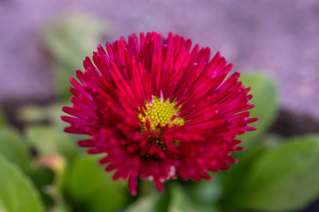 Obraz premium Large pink flower