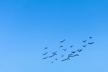 Flock of birds through the sunny autumn sky of intense blue.