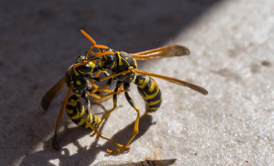 Fighting wasps