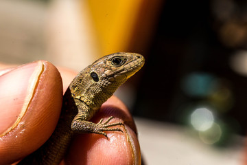 Little lizard