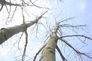 tree and sky