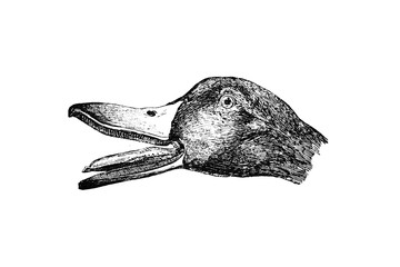 DUCK Head - Vintage Engraved Illustration 1889