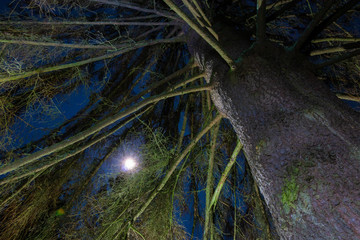 nächtlicher Mond scheint von oben durch die Äste eines von unten beleuchteten Baums