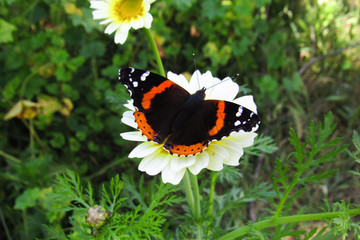 butterfly on flower