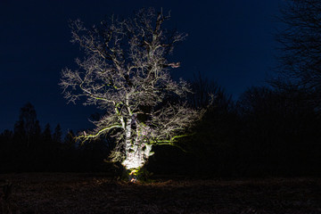 Baum bei Nacht von unten beleuchtet