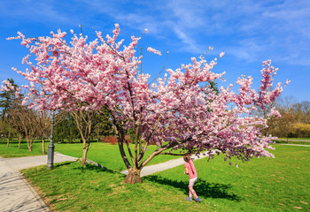 Spring blossoms, beautiful flowers on tree with green grass and blue sky clouds on  background