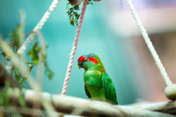 bird on a branch