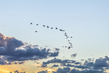 Flock of birds across the multicolored sky in the Brazilian autumn evening creates a beautiful setting that conveys peace.