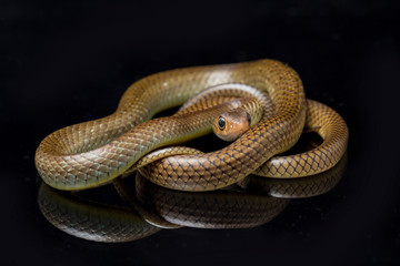 Ptyas korros, commonly known as the Chinese ratsnake or Indo-Chinese rat snake, is a species of...