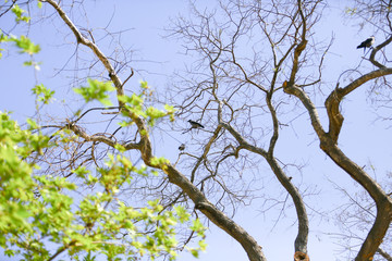 Fototapeta premium tree in spring