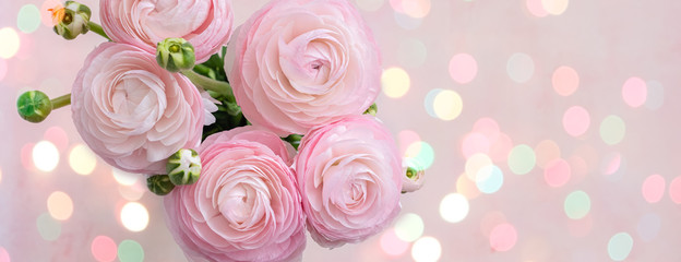 Fresh pink and white blooming ranunculus flowers, top view, close up, selective focus, banner
