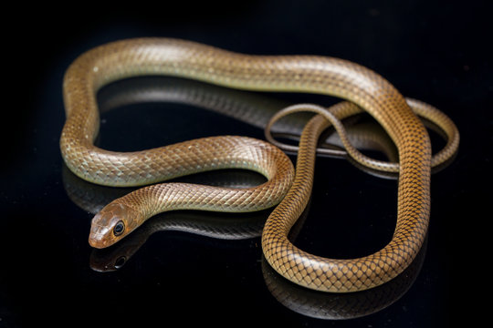 Ptyas korros, commonly known as the Chinese ratsnake or Indo-Chinese rat snake, is a species of colubrid snake endemic to Southeast Asia isolated on black background