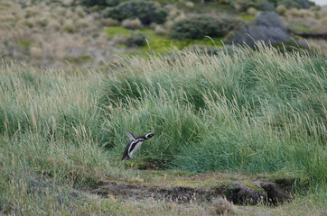 Magellanic penguin in the Otway Sound and Penguin Reserve.