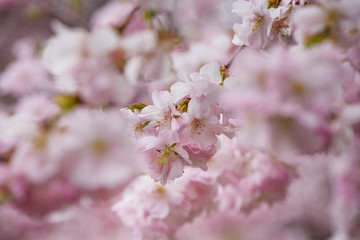 Background - sakura blooms in spring