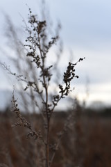 Winterplant