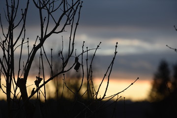 Plant infront of Sky