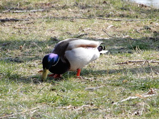 duck on the grass