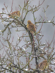 Group of Yellowhammer (Emberiza citrinella) resting