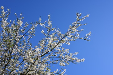 Blühender Baum im Himmel