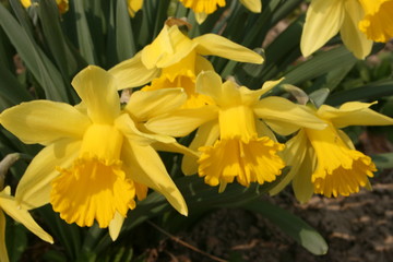 Fototapeta premium daffodils in the garden