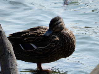 duck in the water