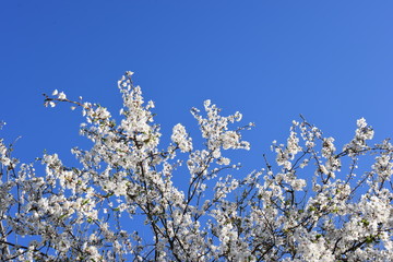 Blühender Baum im Himmel