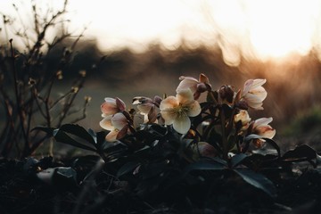 Winter rose in a spring sunset