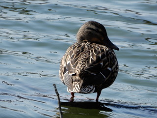 duck in the water