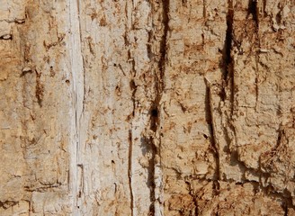 bark of a tree