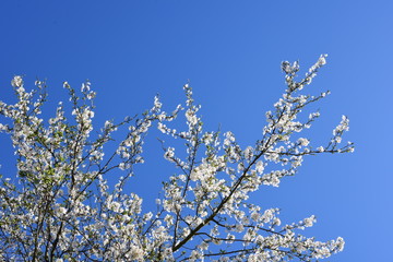 Blühender Baum im Himmel