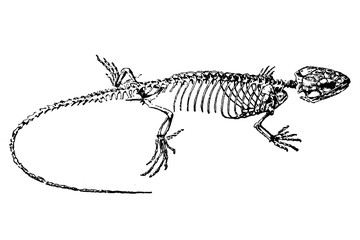 LIZARD Skeleton - Vintage Engraved Illustration 1889