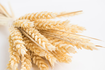 Oat spike isolated on bright background close-up. Bunch of ears.