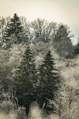 Beautiful winter forest landscape view with pines.  Vintage and retro style. Mystery forest