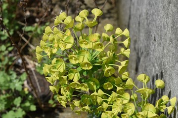 Fototapeta na wymiar Euphorbia characias subsp.wulfenii / Perennial color leaf plants.