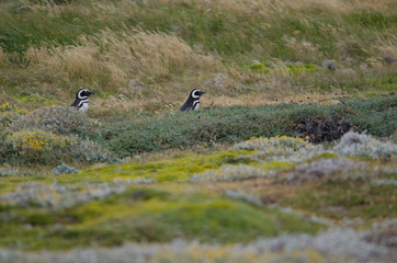 Magellanic penguins Spheniscus magellanicus in the Otway Sound and Penguin Reserve.