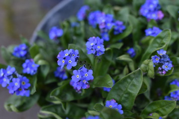 Blue Flowers