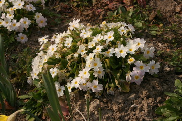 Obraz premium white flowers in the garden