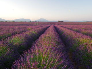 lavender field in provence france