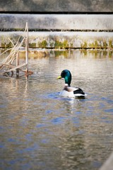 ente erpel im teich göttingen