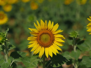sunflower in field