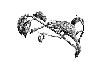 CHAMELEON (Chamaeleo chamaeleon) - Vintage Engraved Illustration 1889 © Walter Cicchetti