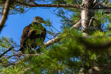 Bald Eagle in pine tree