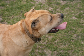 dog lying on grass and looking at camera