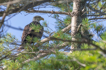 Bald Eagle in pine tree