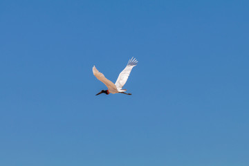 The flight of a Tuiuiú, also known as Jaburu on a blue sky day. This is the largest flying bird in...