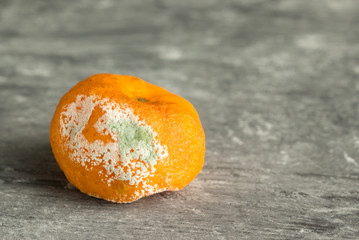 Orange moldy mandarin isolated on a wood background.