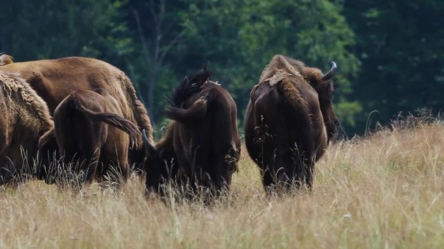 small herd of European bison (Bison bonasus), also known as Wisent or the European wood bison grazing