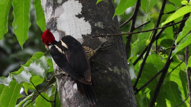 Pale billed red headed woodpecker in Costa Rica